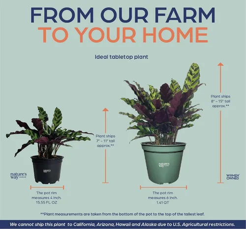 Miniatura 4 de Nature's Way Farms Calathea Serpiente de cascabel, planta de interior viva, planta de oración de hoja larga, planta tropical, segura para mascotas