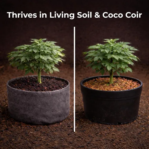 Miniatura 5 de Real Growers recarga - Superpack de microbios del suelo, estimulante natural para el crecimiento de plantas (2 oz) (RGR-2)
