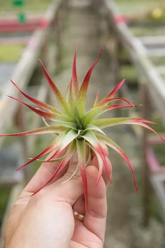 Garden in the City Planta de aire Tillandsia Brachycaulos Red Paquete de 2 (2-3 pulgadas) mejorada, cultivada y enviada desde California