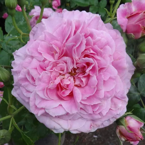 Miniatura 2 de Heirloom Roses Planta de rosas - Santa Elisabeth de Hungría Rosa Rosa Arbusto Planta viva para plantar al aire libre