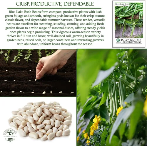 Miniatura 5 de Blue Lake Bush Green Bean Seeds, más de 50 semillas tradicionales por paquete, semillas sin OMG, (semillas de jardín de Isla), nombre botánico
