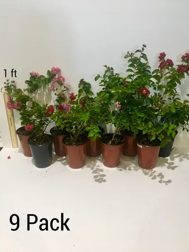 Miniatura 4 de Zuni Crepe Myrtle Trees – Blooms Blancos – Contenedores de cuartos – Sistema de raíces fibras – Crecido por Crape Myrtle Guy – Plantas vivas – 1 pie