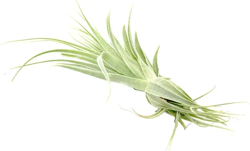 Miniatura 8 de Planta aérea viva - Tillandsia Gardneri 5-7" - ragnaroc Planta tropical de interior rara para coleccionistas - Llegada viva garantizada - Plantas
