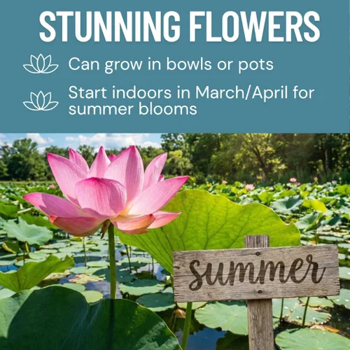 Miniatura 2 de Lotus Seeds (paquete de 30) – Loto de agua acuática para plantar – Cultivar en estanque Koi, cuenco o contenedor – Planta de jardín de agua