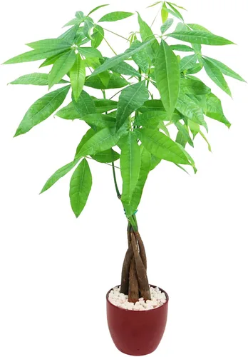 Miniatura 9 de Athena's Garden Money Tree Pachira - Plan vivo de interior con maceta de cerámica, 18 pulgadas de alto, maceta negra, rocas rojas, mediano