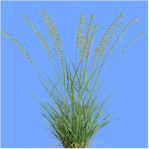 Miniatura 3 de Everwilde Farms - Semillas de hierba nativa Grama de avena lateral de 1/4 lb - Gold Vault