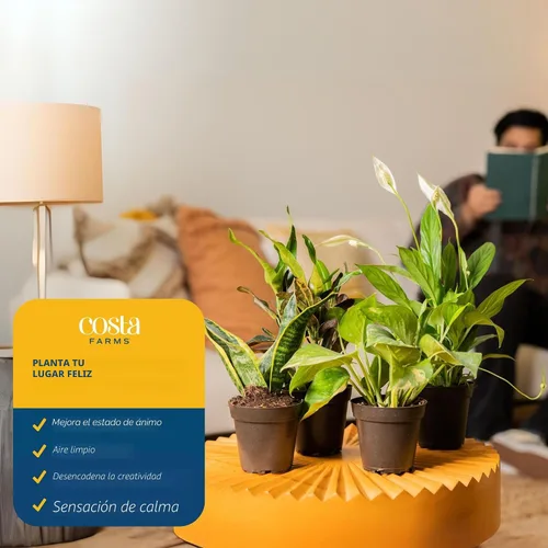 Miniatura 5 de Costa Farms Clean Air – Colección de plantas de casa de vivo O2 para ti, 4 unidades, incluye lirio de paz, planta de serpiente, palma de salón