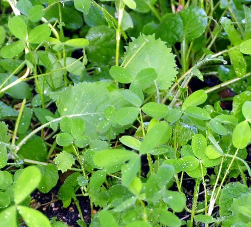 Miniatura 8 de Whitetail Institute Vision Deer Food - Semillas de parcela para plantar en otoño, mezcla perenne de trébol, achicoria y col rizada para atraer