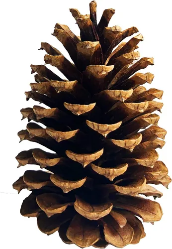 Miniatura 2 de PineCones - Paquete alto a granel, totalmente naturales, piñas grandes y piñas de pino naturales perfectas para adornos colgantes de Navidad