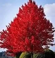 Spectacular - Planta Acer en maceta de arce rojo de 1-2 pies, excelente para bonsái japonés, sol completo a parte, la imagen que se muestra es un