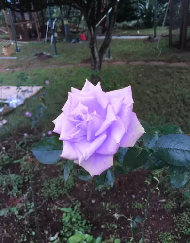 Miniatura 3 de Bonsai Alemania - Rosas moradas raras, 30 unidades, semillas de reliquia de rosa dragón