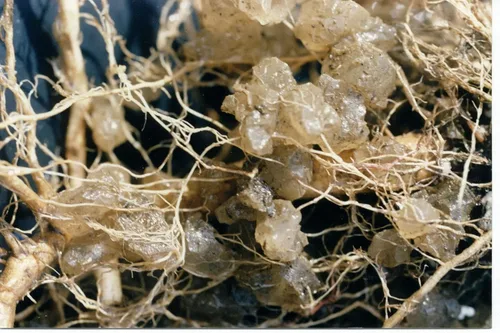 Miniatura 3 de Soil Moist Flower & Garden Plus Aditivo para suelos micorrícicos