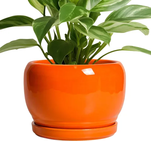 Miniatura 22 de SQOWL Macetas de cerámica – Maceta de 6 pulgadas con orificio de drenaje y bandeja, maceta redonda para plantas de interior, maceta decorativa