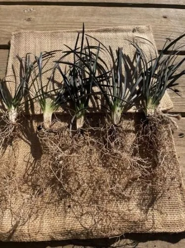 Miniatura 4 de 15 plantas de césped decorativas Black Mondo