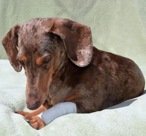 Miniatura 7 de PawFlex Vendajes para heridas articulares y de área grande para perros, gatos y otras mascotas. Ideal para esguinces de articulaciones de piernas