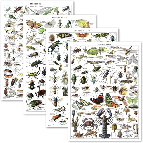 Paquete de 4 pósteres vintage de insectos, gráficos de referencia de identificación de entomología, volúmenes 1, 2 y 3 y artrópodos (laminado, 18 x