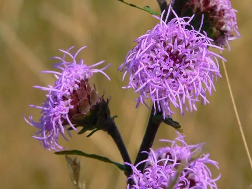 Northern Blazing Star Liatris scariosa Meadow Wildflowers Premium Seeds for Planting Packet