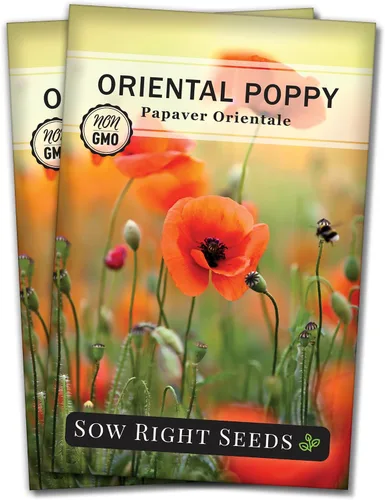 Sow Right Seeds - Semillas de amapola oriental para plantar - Paquete de semillas de reliquia sin OMG con instrucciones para cultivar un hermoso