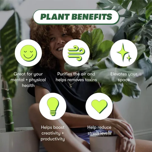 Miniatura 6 de Rooted Planta de dinero china, Pilea Peperomioides, viva, viva en interior, decoración del hogar, fácil de cultivar, fácil de cuidar, jardín al aire