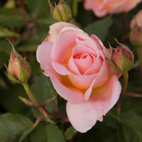 Miniatura 8 de Heirloom Roses Rosal fragante - Planta de rosa naranja en maceta viva Desirée™ para plantar al aire libre