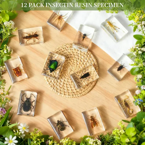 Miniatura 5 de Juego de 12 especímenes de insectos, taxidermia de insectos real en muestras de resina con lupa y tarjetas de información, insectos educativos