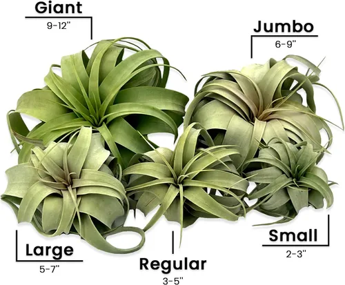 Miniatura 5 de ragnaroc Plantas de aire – Tillandsia Xerographica, gigante de 9-14 pulgadas – 1 unidad – Llegada viva garantizada – Plantas