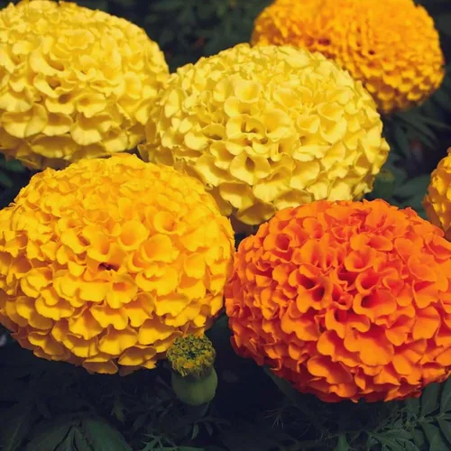 Miniatura 12 de Park Seed Whopper - Semillas de flores de caléndula amarilla, flores gigantes de 4 pulgadas totalmente dobles, tolerantes a la botrytis y Amarillo