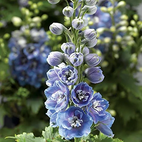 Park Seed Delphinium - Semillas de plantas de flores, doble floración, fáciles de cultivar, perfectas para jardín de primavera, azul claro Delphina,