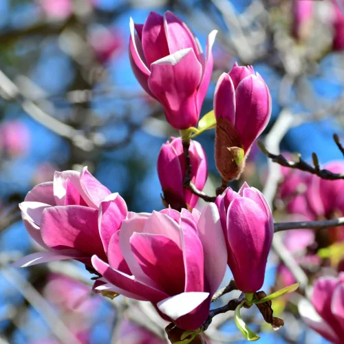 Ann Magnolia Tree, árboles de magnolia de 6 a 12 pulgadas, plantas vivas para plantar al aire libre, maceta de 2.5 pulgadas, planta de flores rosas