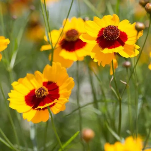 Coreopsis Plains Tall Seed, 100 semillas de flores, amarillo brillante con centros rojos.