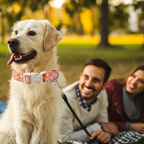Miniatura 124 de Aring Pet Collar de algodón, lindo, con hebilla de liberación rápida, para bodas, para perros pequeños, medianos y grandes, rosa Terciopelo rosa