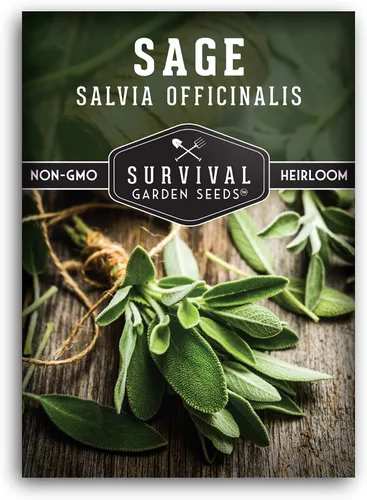 Semillas de salvia culinaria común (Salvia Officinalis) para plantar (1 paquete) | Reliquia, Cultivo en Contenedores y Jardines de Hierbas -