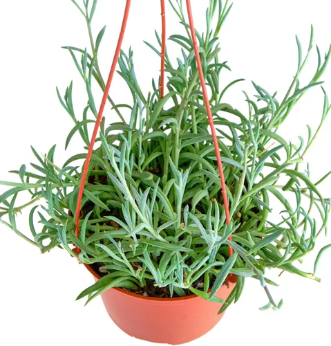 Miniatura 3 de Shop Succulents Cadena de Anzuelos Suculenta Colgante, Senecio Radicans Glauca, Planta Suculenta Viva de 6 Pulgadas Completamente Enraizada