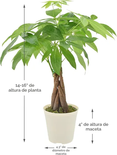 Miniatura 7 de Árbol de dinero trenzado vivo Pachira Aquatica Planta de interior en maceta de plástico de marca Arcadia Garden, regalo para coleccionista de Money