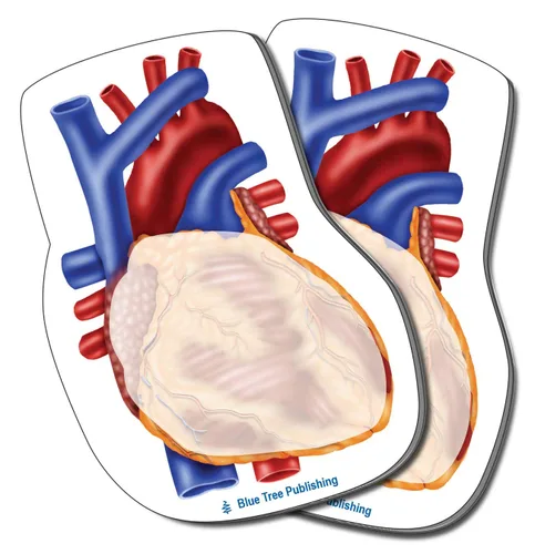 Miniatura 26 de Notas Adhesivas de Anatomía