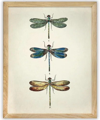 Póster enmarcado vintage de tres libélulas de 11 x 14 pulgadas, arte botánico de insectos, entomología, impresión de naturaleza científica,