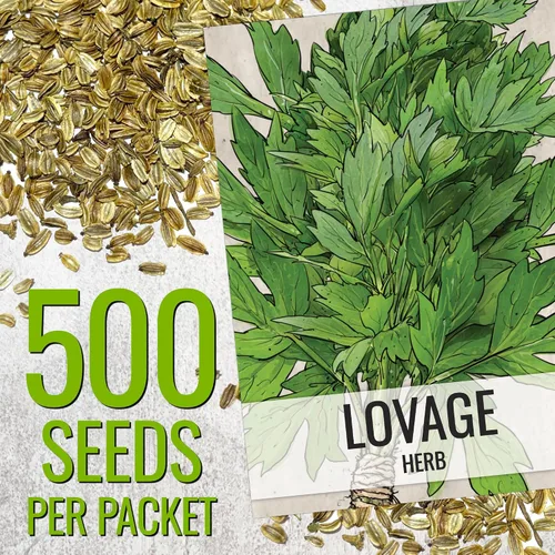 Miniatura 3 de Seed Needs Semillas de apio para plantar hierbas culinarias tradicionales sin OMG, 2 paquetes