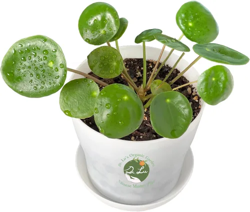 Miniatura 10 de Planta de jade colgante orgánica de Dr. Lu Planta de jade rara Plantas suculentas vivas Plantas purificadoras de aire para interior Plantas