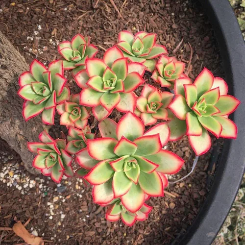Miniatura 5 de Planta Aeonium de fácil cuidado en maceta viva de 4 pulgadas, plantas suculentas raras vivas, bien enraizadas, plantas de interior de fácil cuidado