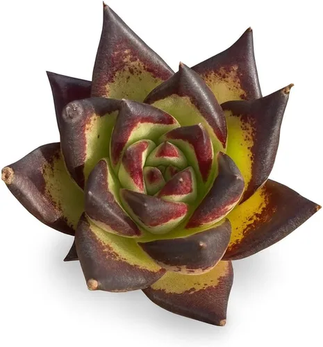 Echeveria Agavoides Ebony - Suculenta viva - 2.5 pulgadas - Tolerante a la sequía, bajo mantenimiento, ideal para interiores y exteriores, Echeveria