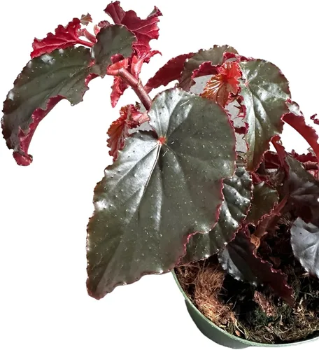 Miniatura 4 de Begonia Black Magic, Begonia Rex, maceta de 4 pulgadas, planta viva muy única y fácil de cuidar