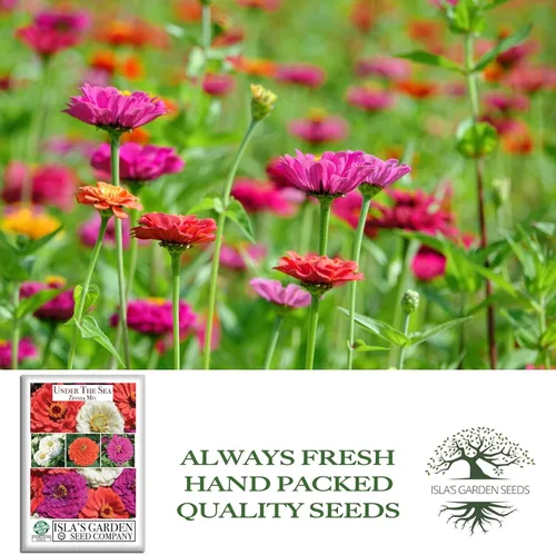 Miniatura 4 de Semillas de zinnia "Under The Sea Mix" para plantar, más de 200 semillas de flores por paquete, semillas de jardín de Isla