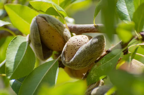 Miniatura 6 de Harina de almendras orgánicas, 2 libras, comida prima blanqueada extrafina, sin OMG, baja en carbohidratos, grado culinario, kosher, keto, paleo