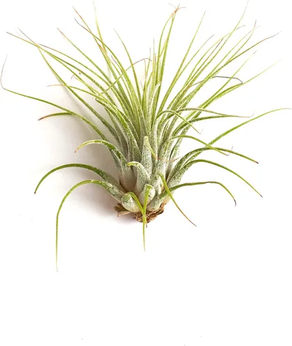 Miniatura 4 de Shop Suculents - Plantas seleccionadas a mano, variedad de especies, plantas de interior tropicales para decoración del hogar y terrarios