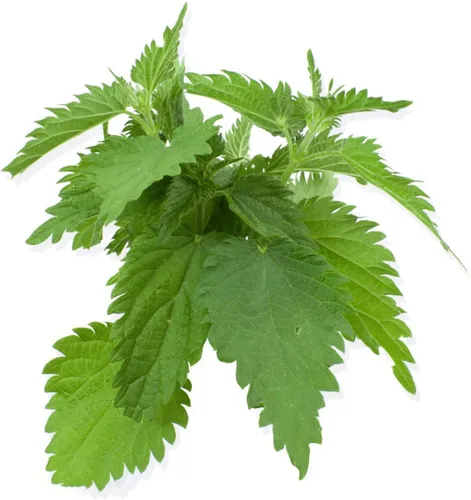 Miniatura 2 de Semillas Shiso, paquete de más de 1500 semillas de perilla para plantar