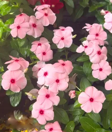Miniatura 2 de 100 semillas de bígaro enano rosa vinca rosa delicata semillas de flor reliquia