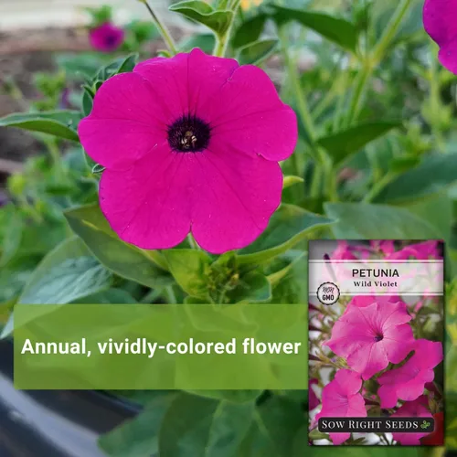 Miniatura 3 de Sow Right Seeds - Semilla de flor violeta silvestre Petunia para plantar - Hermosas flores para plantar en el jardín de tu hogar - Semillas