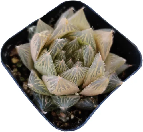 Miniatura 8 de Plantas suculentas de cactus vivos de USKC (maceta de 2 pulgadas Echeveria Blue Bird)