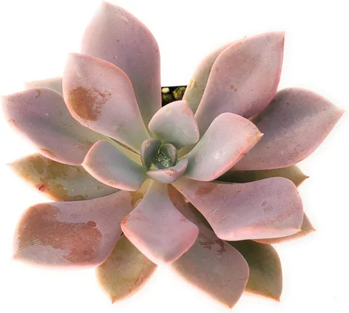 Miniatura 3 de Fat Plants San Diego Live Echeveria Planta Suculenta Híbrida, Lola