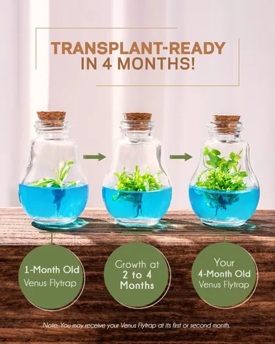 Miniatura 7 de Planta Carnívora Venus Atrapamoscas, Cultiva Tu Propia Venus Atrapamoscas en un Terrario de Vidrio 100% Autosostenible, Sin Mantenimiento, Fácil